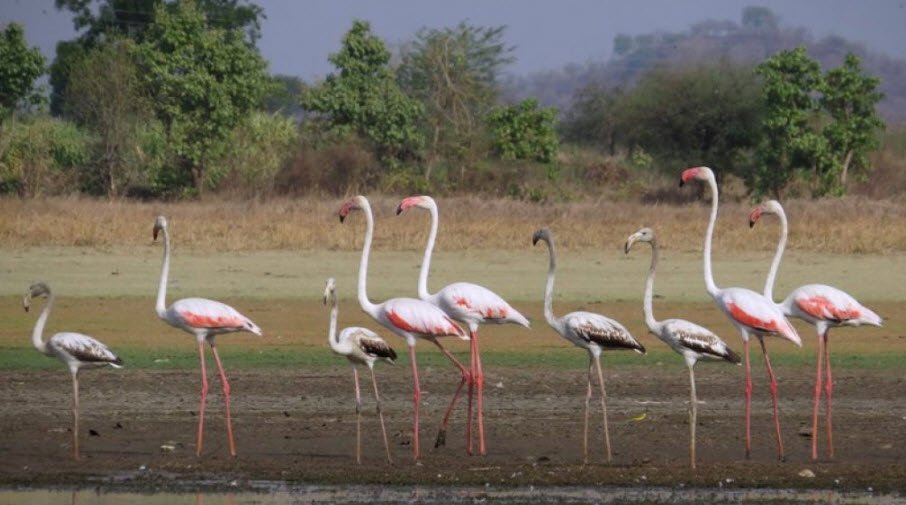 Tipeshwar Wildlife Sanctuary, Yavatmal, Maharashtra - Vushii.com